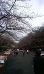上野公園・中心_20090321.jpg