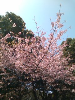 上野公園/山桜20100322.jpg
